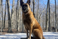 Luna ljepotica